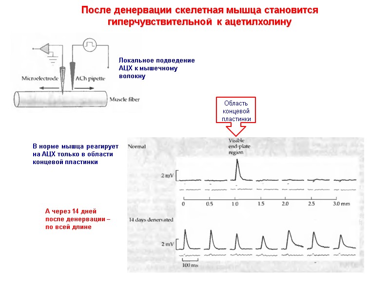 После денервации скелетная мышца становится гиперчувствительной к ацетилхолину Локальное подведение АЦХ к мышечному волокну